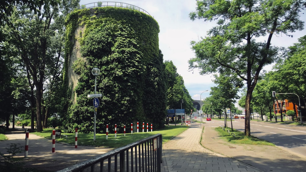 a tall green tree sitting on the side of a road