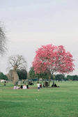 Community members planting trees together in a neighborhood park