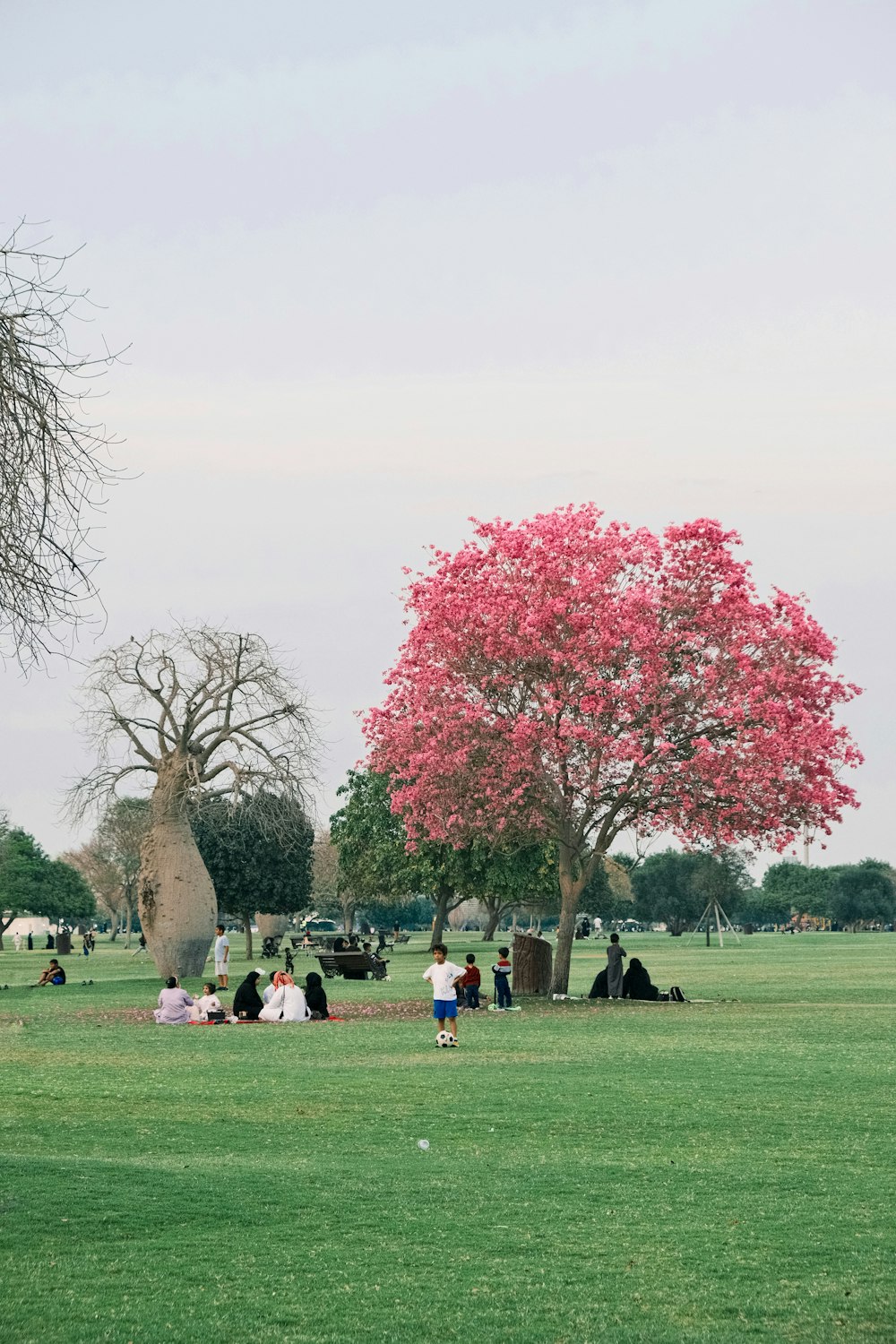 a group of people sitting under a pink tree