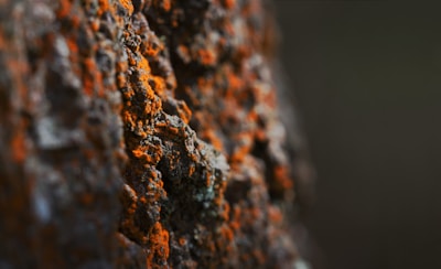 a close up of a rock with orange moss growing on it