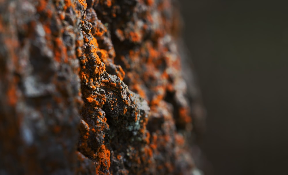 a close up of a rock with orange moss growing on it