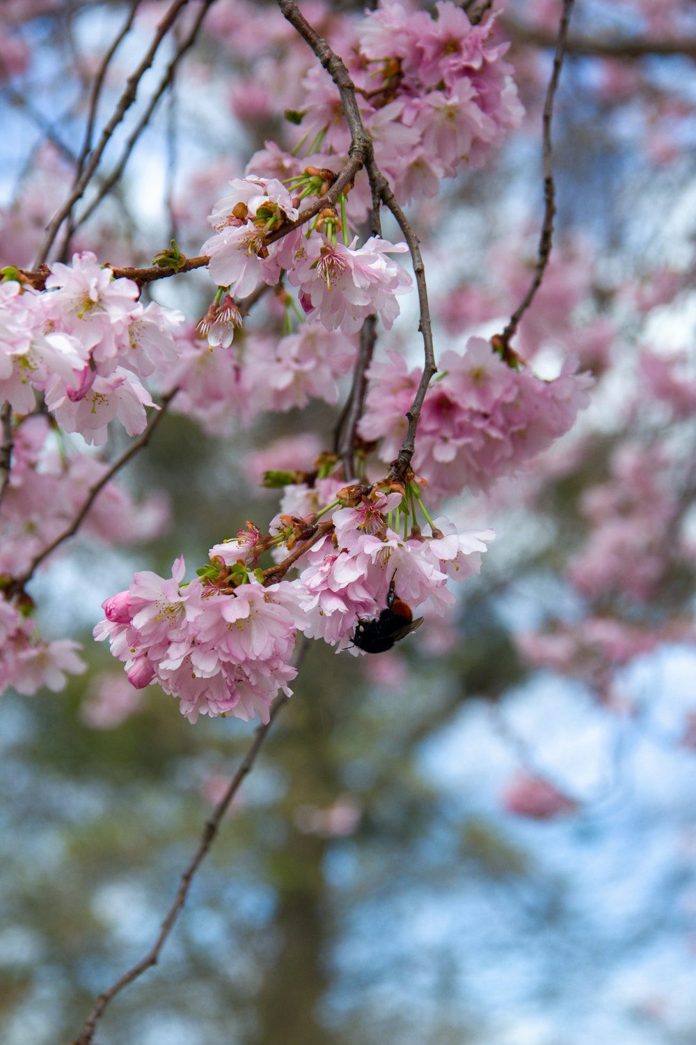 a tree with lots of pink flowers on it