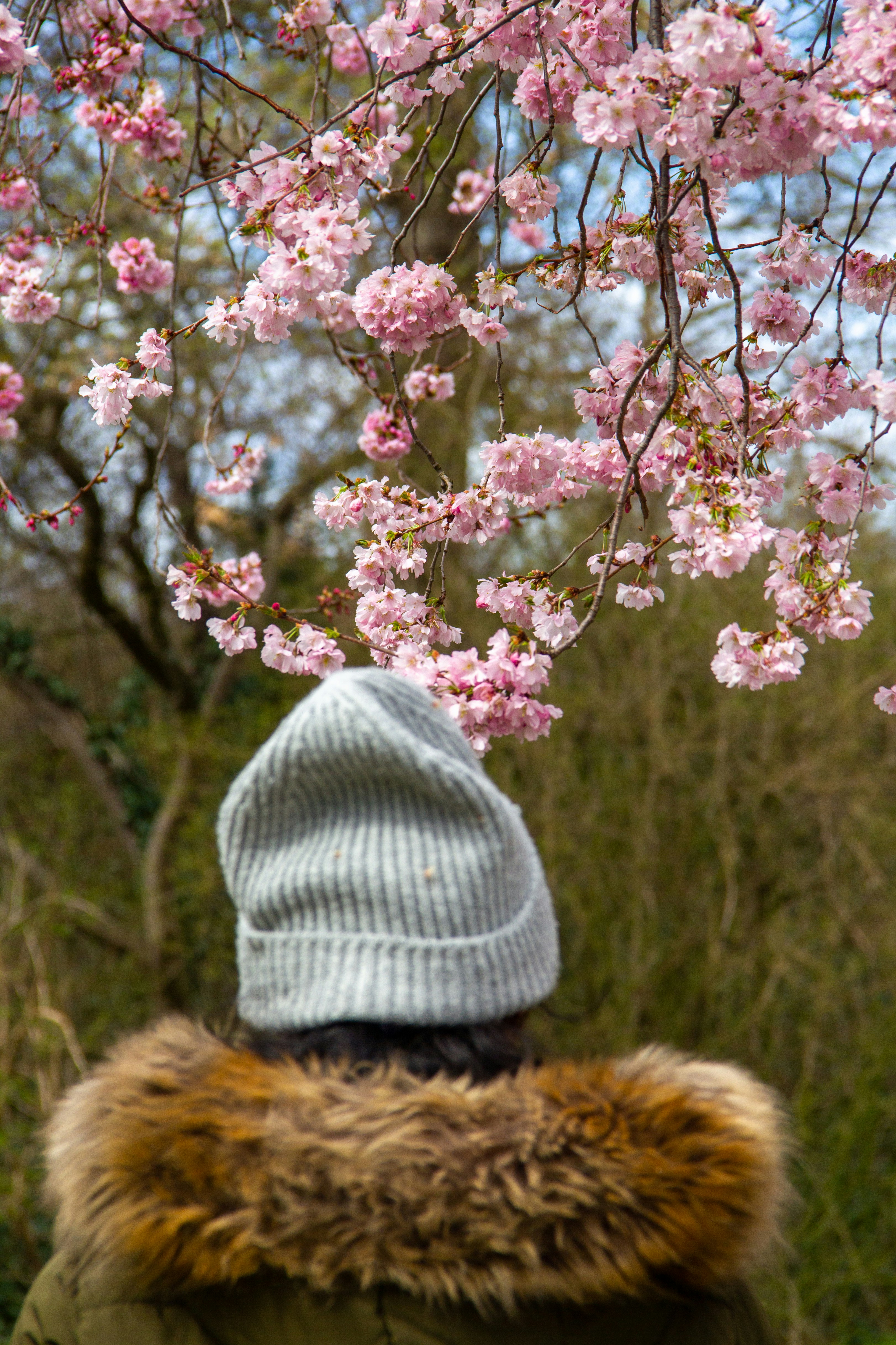 a person wearing a hat and a coat under a tree with pink flowers