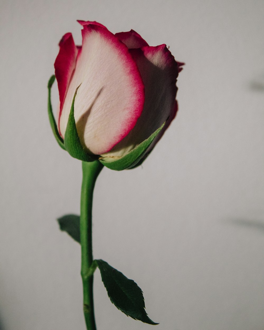 a single pink rose with a green stem