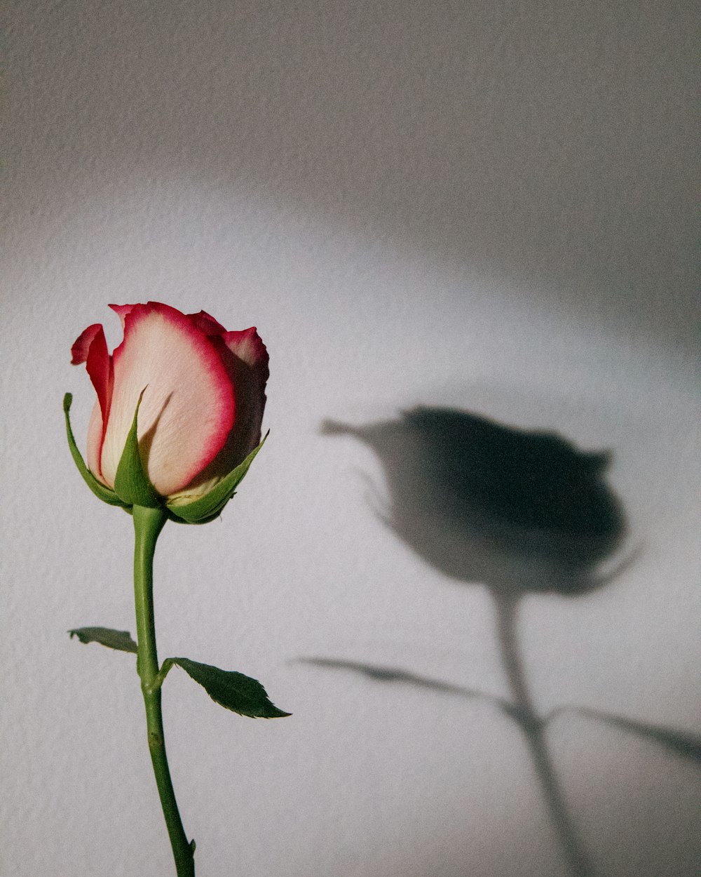 a single rose casts a shadow on a wall