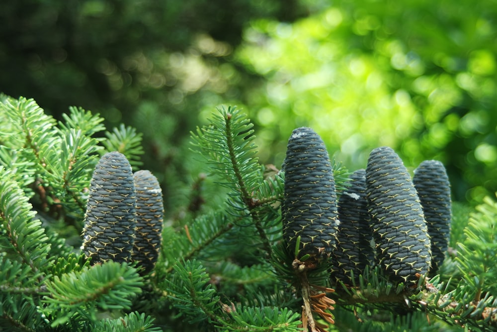 a group of pine cones sitting on top of a tree
