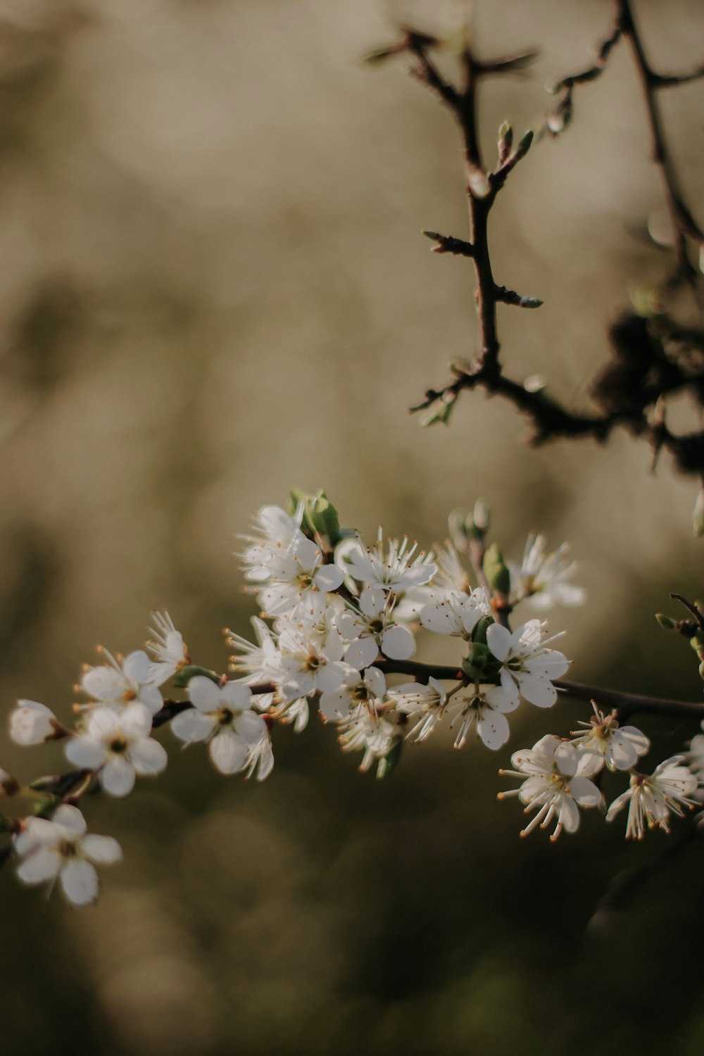 a branch of a tree with white flowers