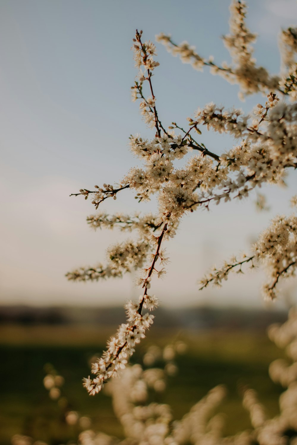 a close up of a tree with white flowers