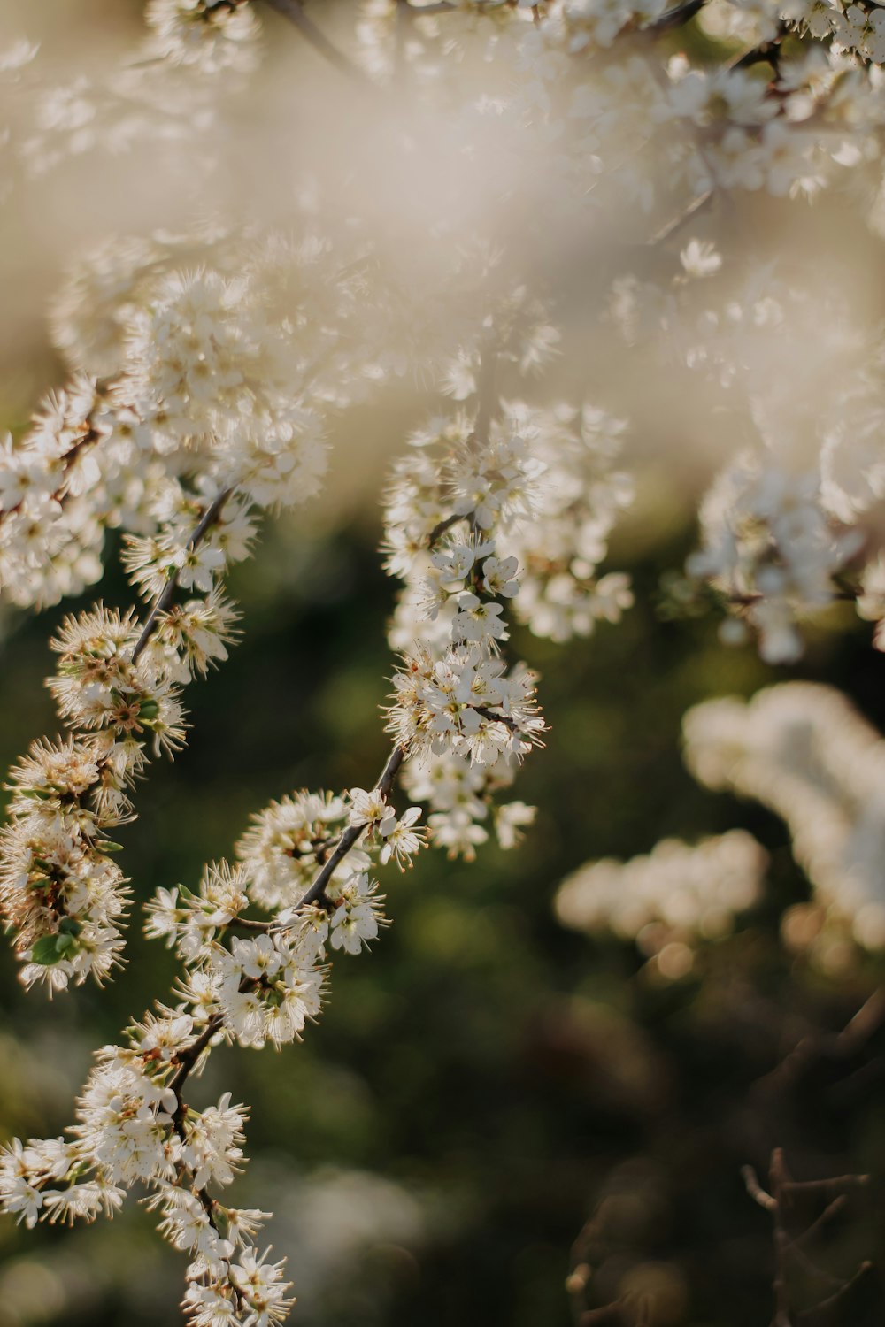 a close up of some white flowers on a tree