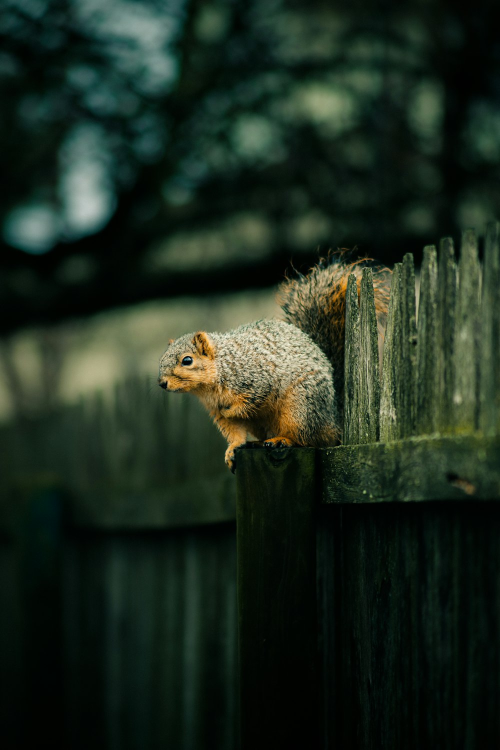 a squirrel sitting on top of a wooden fence