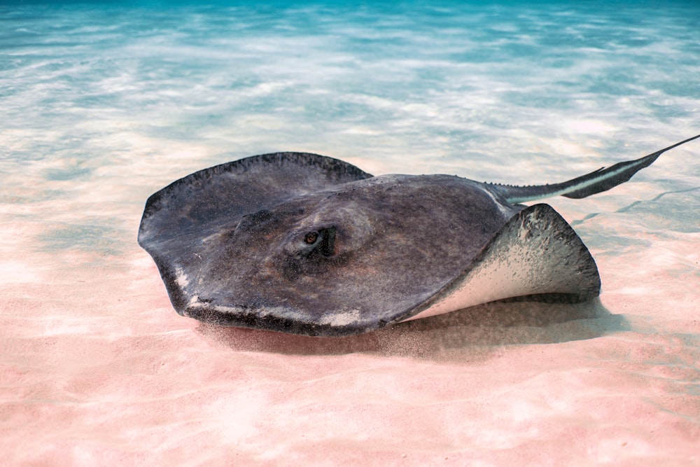 a stingfish is swimming in shallow water