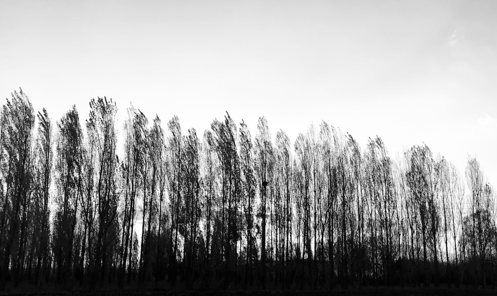 a black and white photo of a row of trees