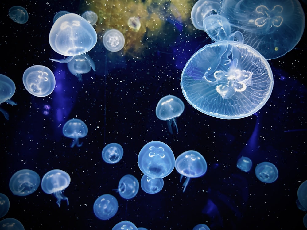 a group of jellyfish floating in the water