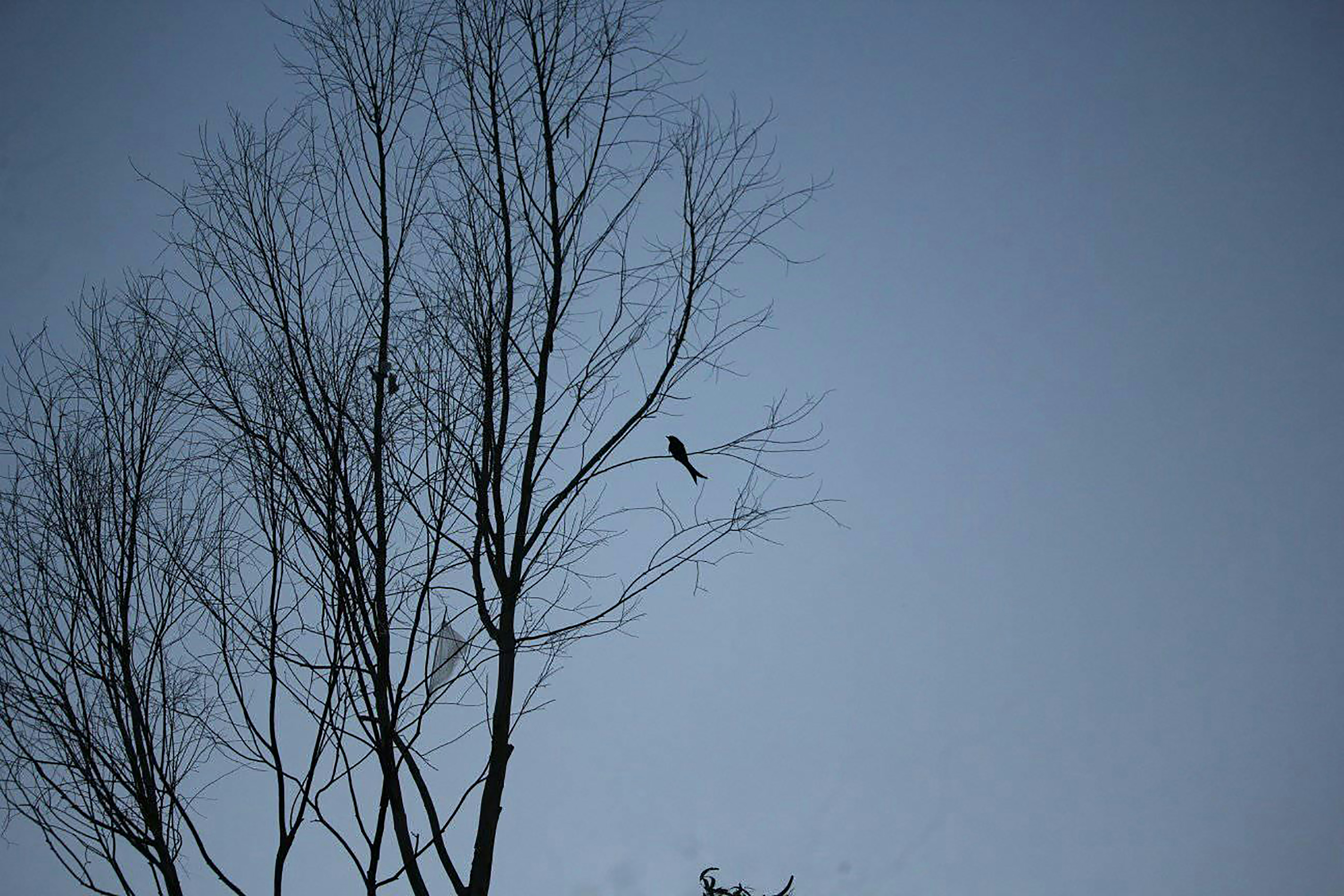 Photo by rakin_raihan