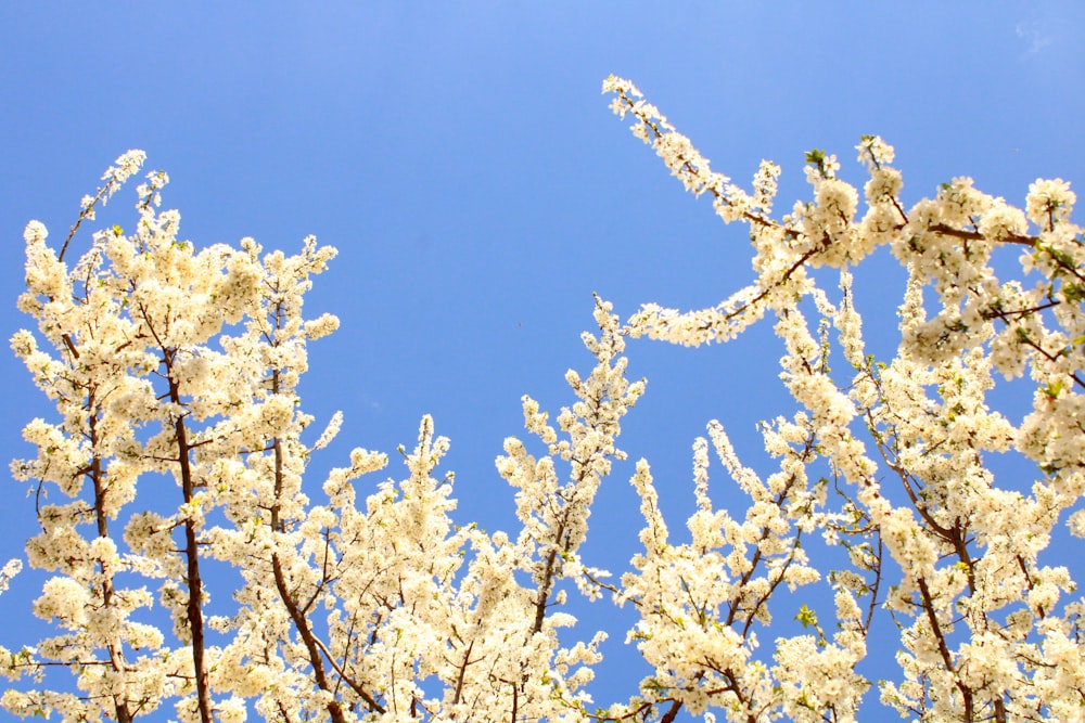 the branches of a tree with white flowers against a blue sky