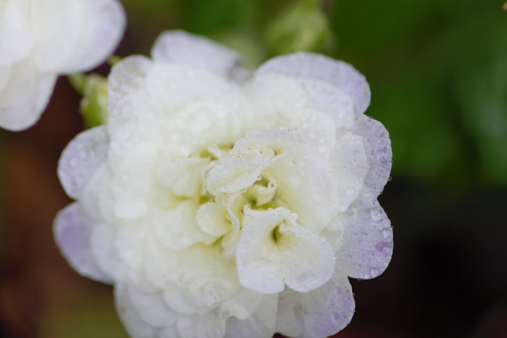 un fiore bianco con gocce d'acqua su di esso