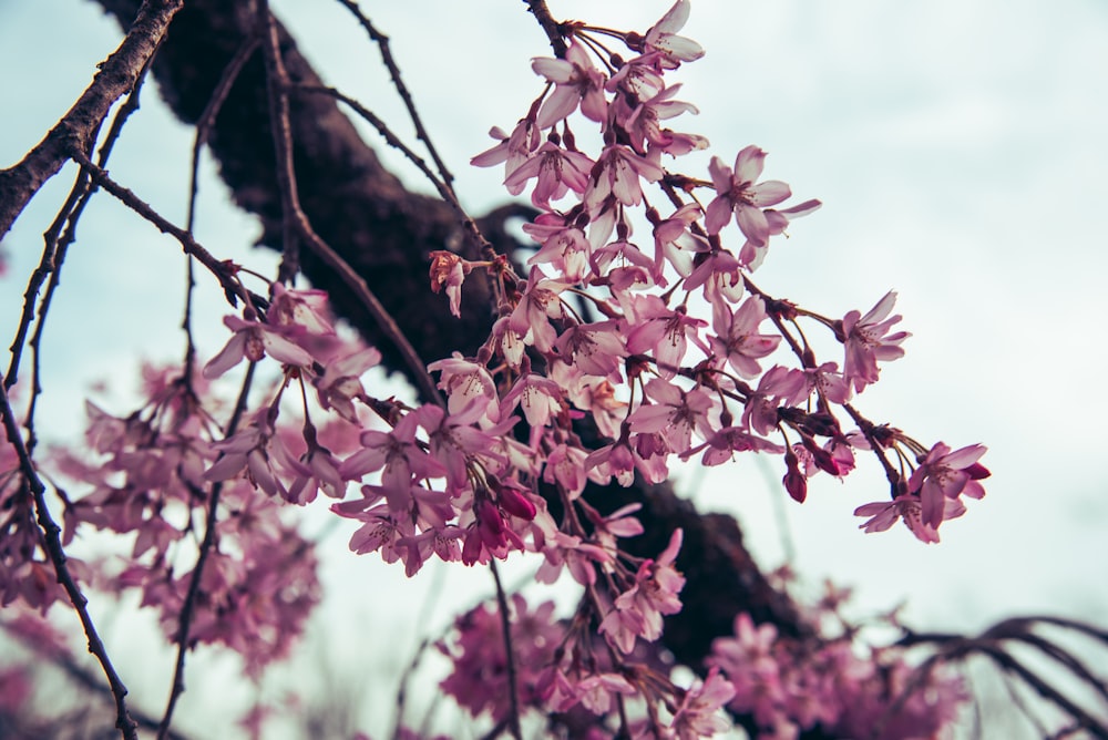 a branch of a tree with pink flowers