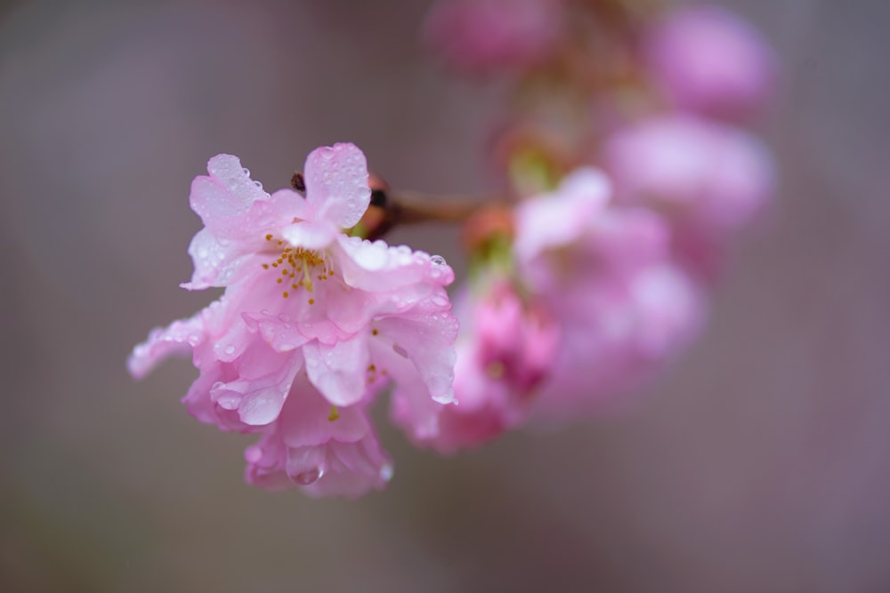 a close up of a pink flower on a tree