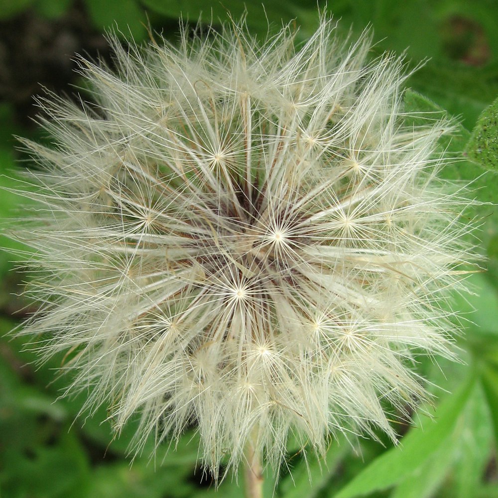 a close up of a dandelion in a field