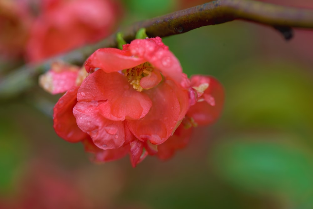 a close up of a flower on a tree branch