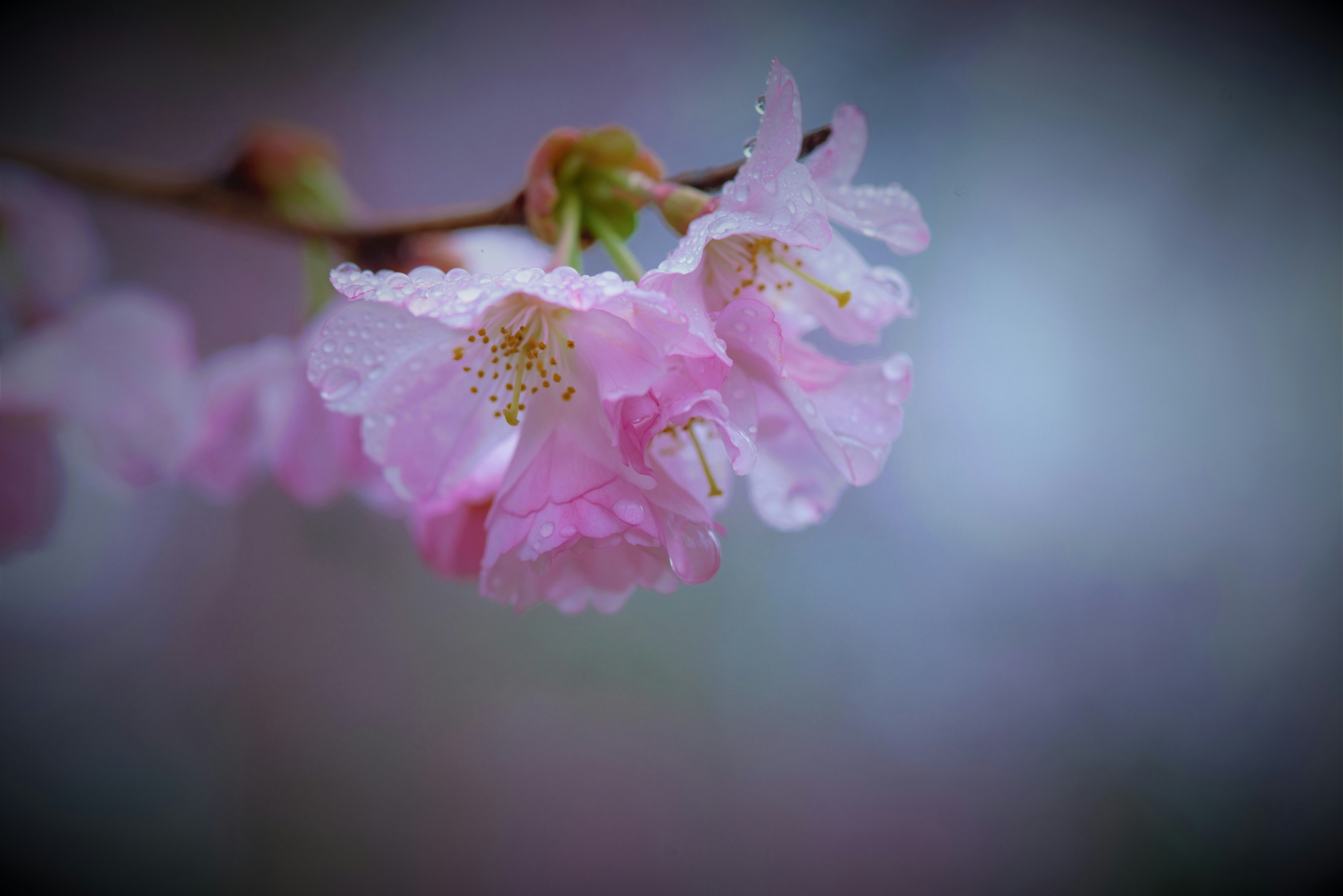 gray computer monitor