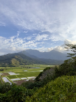 A vibrant valley in Victoria, Caldas, showing lush green coffee plantations beneath a bright sky.