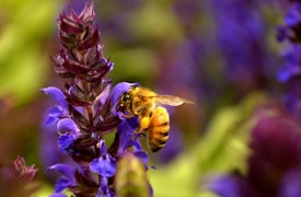 A honeybee is perched on a vibrant purple flower, collecting nectar with its wings slightly extended. The background is a blurred mix of green and purple hues, enhancing the focus on the bee and flower.