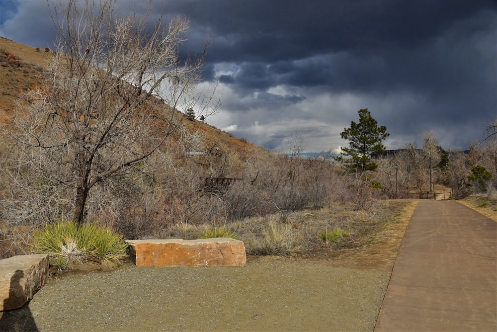 a dirt road surrounded by dry grass and trees