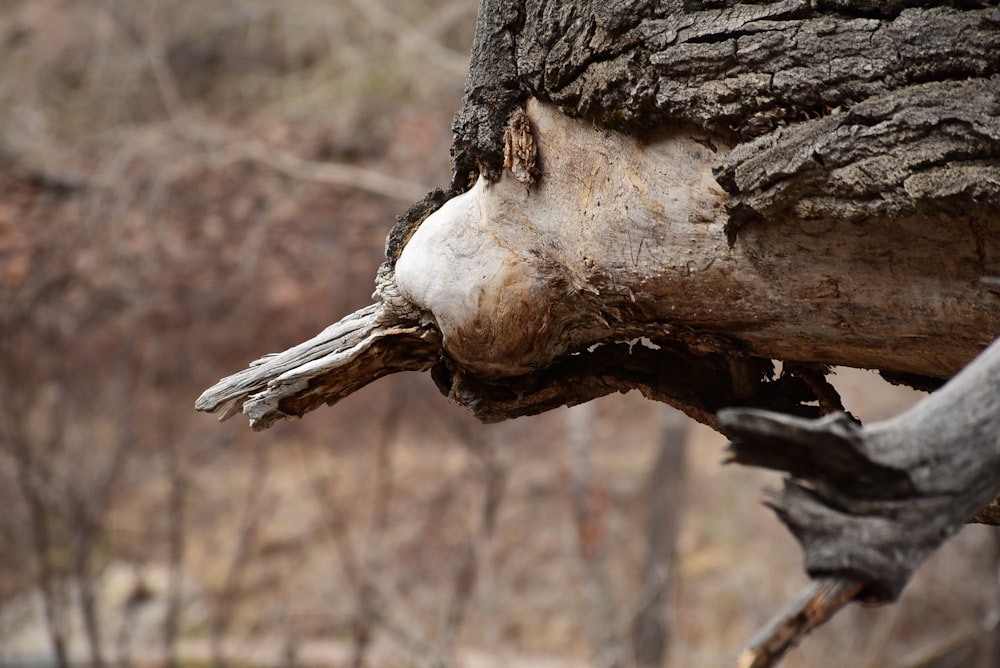 a close up of a tree trunk with a bird in the background