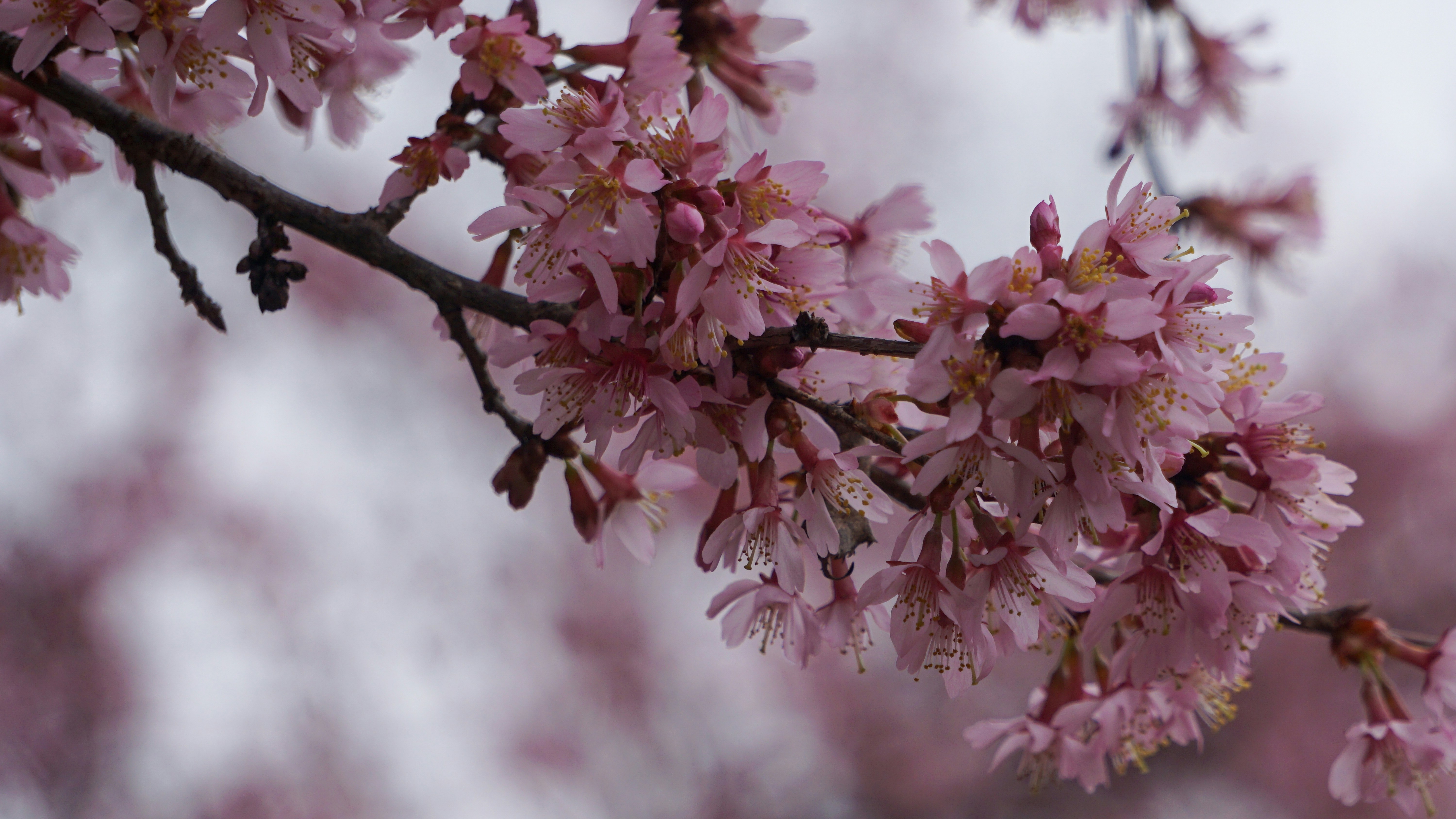 Photo by briantkester