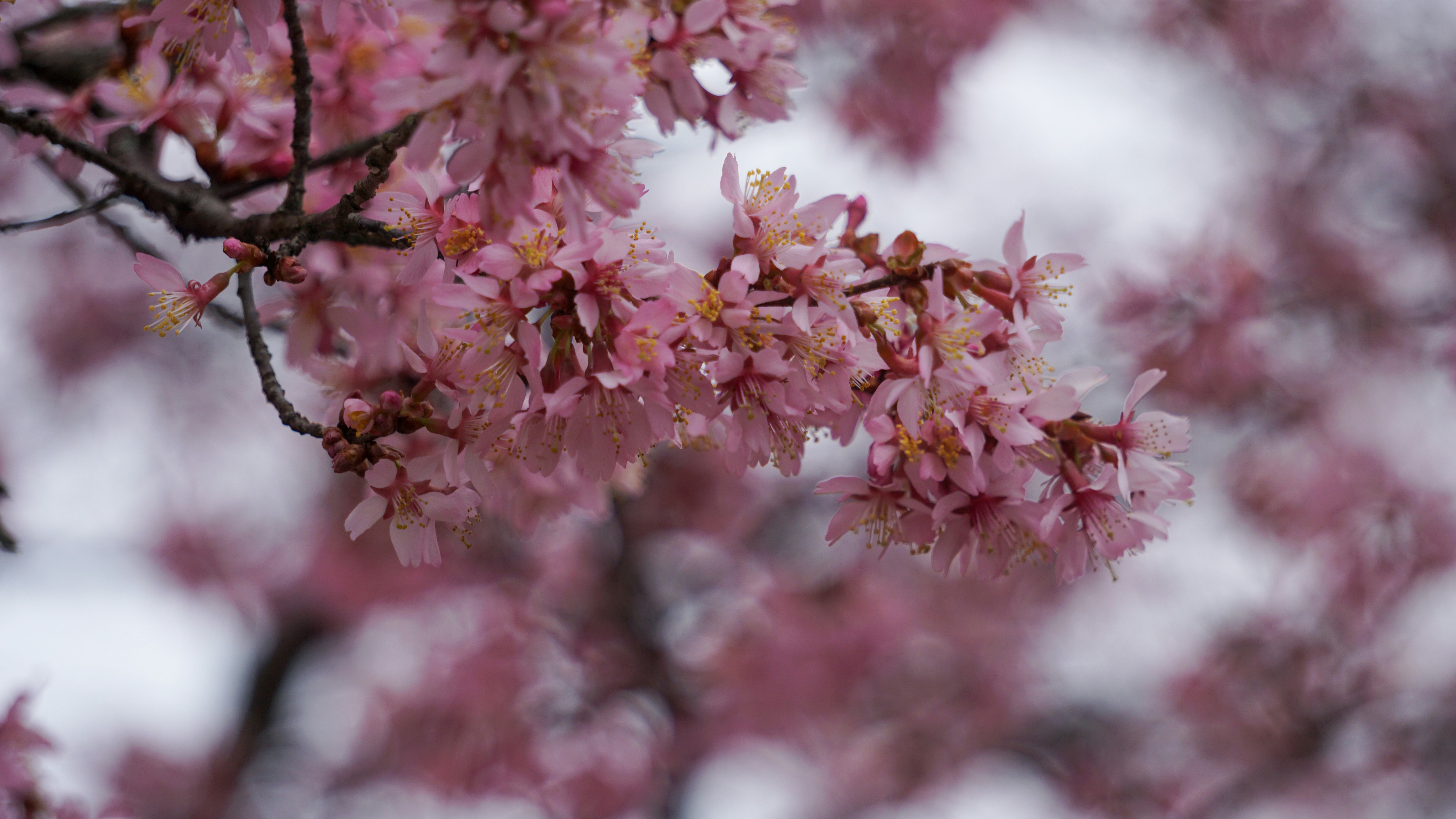 Photo by briantkester