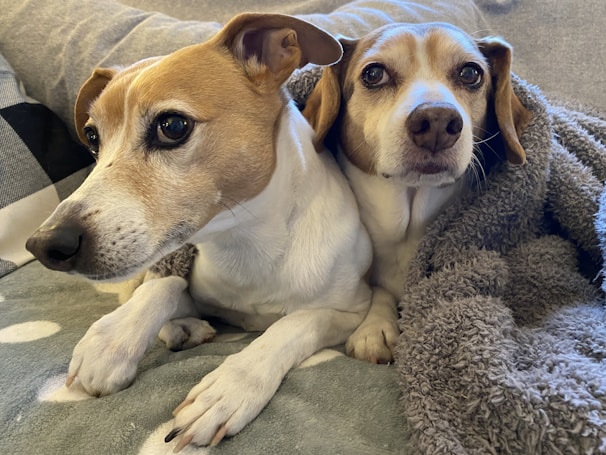 Two dogs cuddled up together on a cozy blanket indoors.