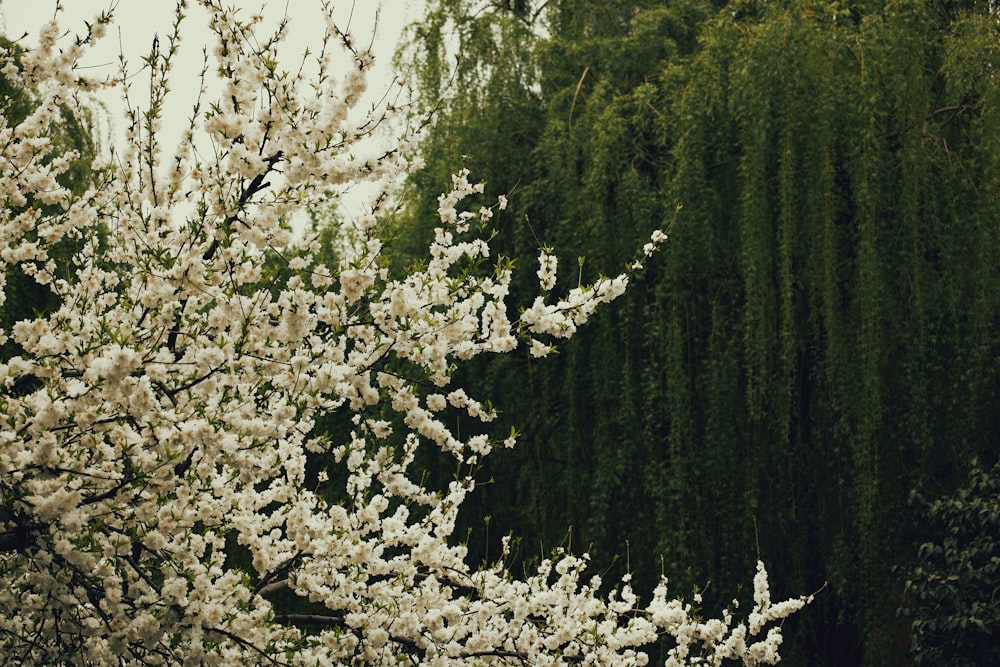 a white tree with lots of white flowers