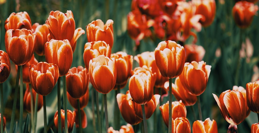 a field of orange tulips with a red flower in the middle