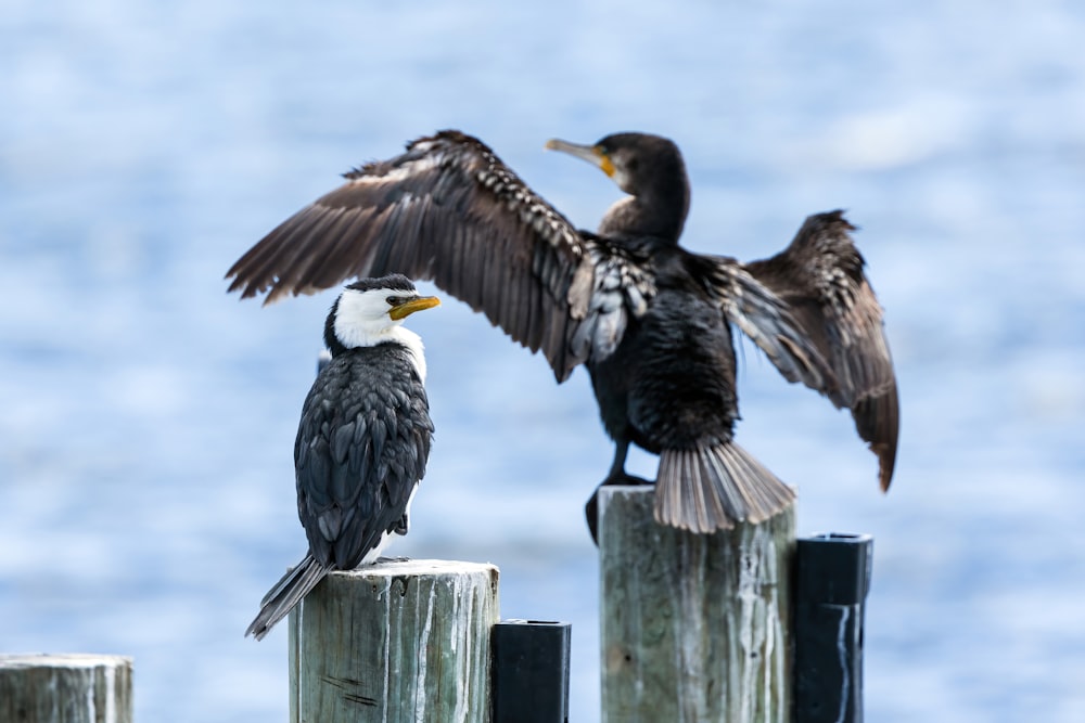 a couple of birds sitting on top of a wooden post