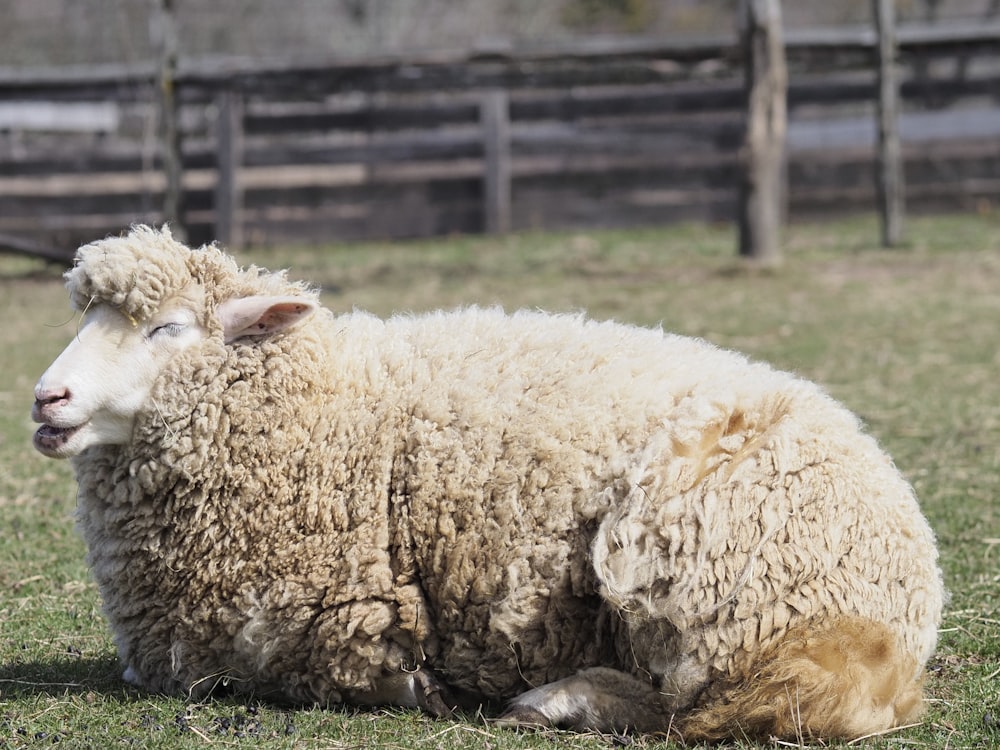a sheep laying on the ground in a fenced in area