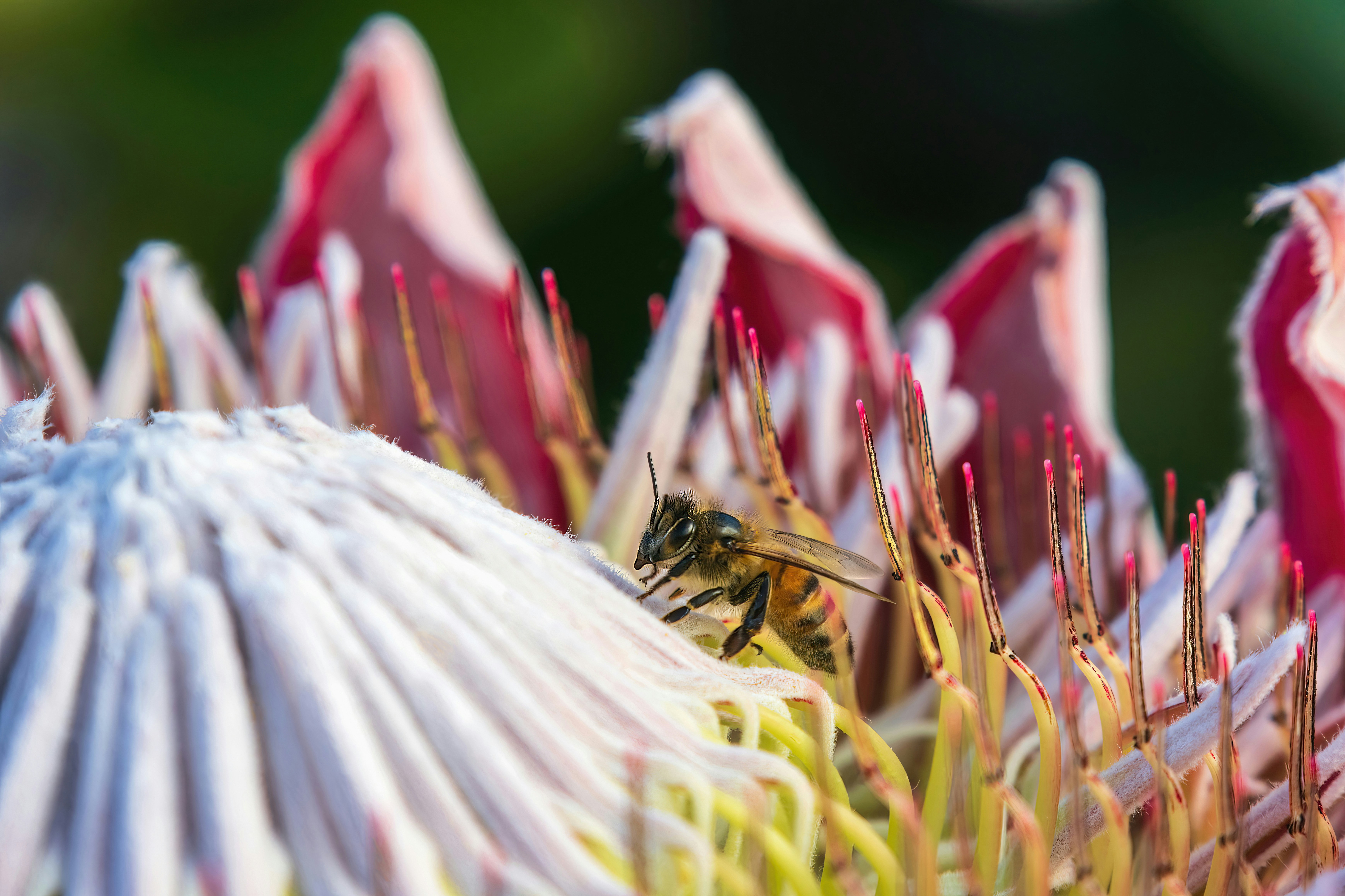 Why Meritocracy Reproduces Privilege Across Generations