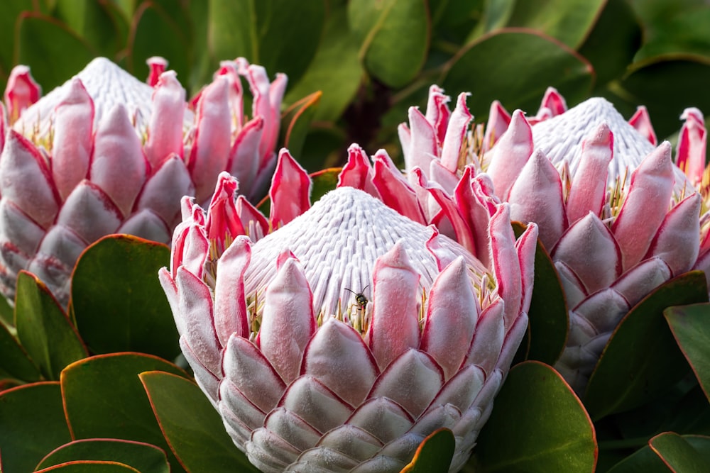 a group of pink flowers with green leaves