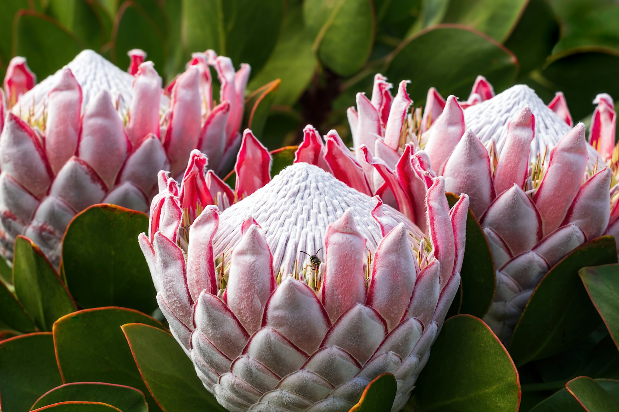 Fynbos landscape in South Africa showcasing the Cape Floral Kingdom near Cape Town