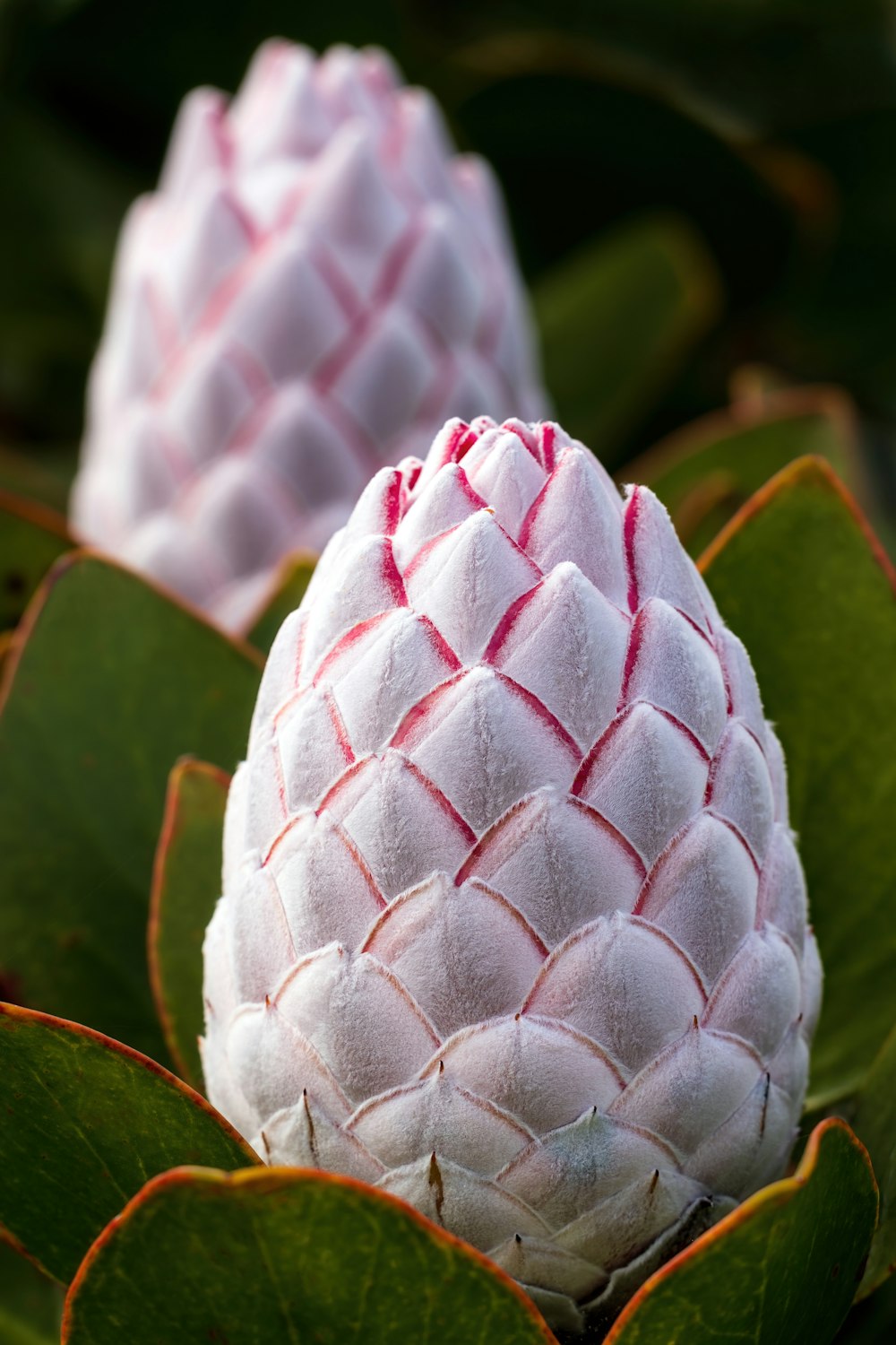 a close up of a white flower with green leaves