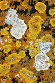 Colorful biofilm of extremophiles clinging to rocks in a frozen Arctic environment.