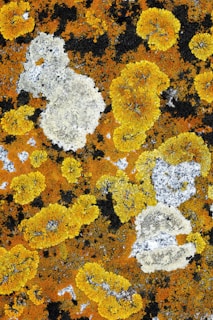 Colorful biofilm of extremophiles clinging to rocks in a frozen Arctic environment.