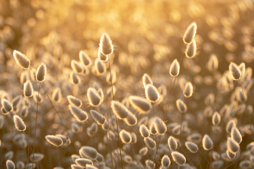 a close up of a bunch of plants with water drops on them