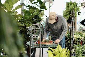 A person is leaning over a cart in a greenhouse or garden center, arranging small potted cacti. They are wearing a baseball cap and a gray jacket. Surrounding them are various green plants, including large leafy ones and ferns.