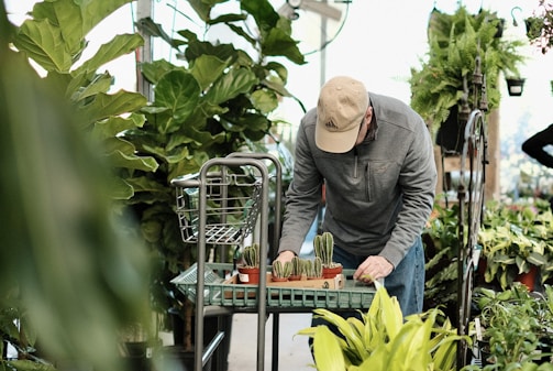 A person is leaning over a cart in a greenhouse or garden center, arranging small potted cacti. They are wearing a baseball cap and a gray jacket. Surrounding them are various green plants, including large leafy ones and ferns.