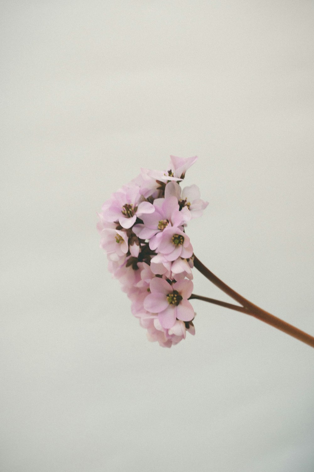 a branch of pink flowers against a white background