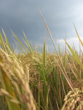 A field of mature golden rice plants with their grains hanging heavily on the stalks is seen under a cloudy sky. The dense cluster of rice plants is interspersed with green leaves, suggesting a vibrant and fertile area.