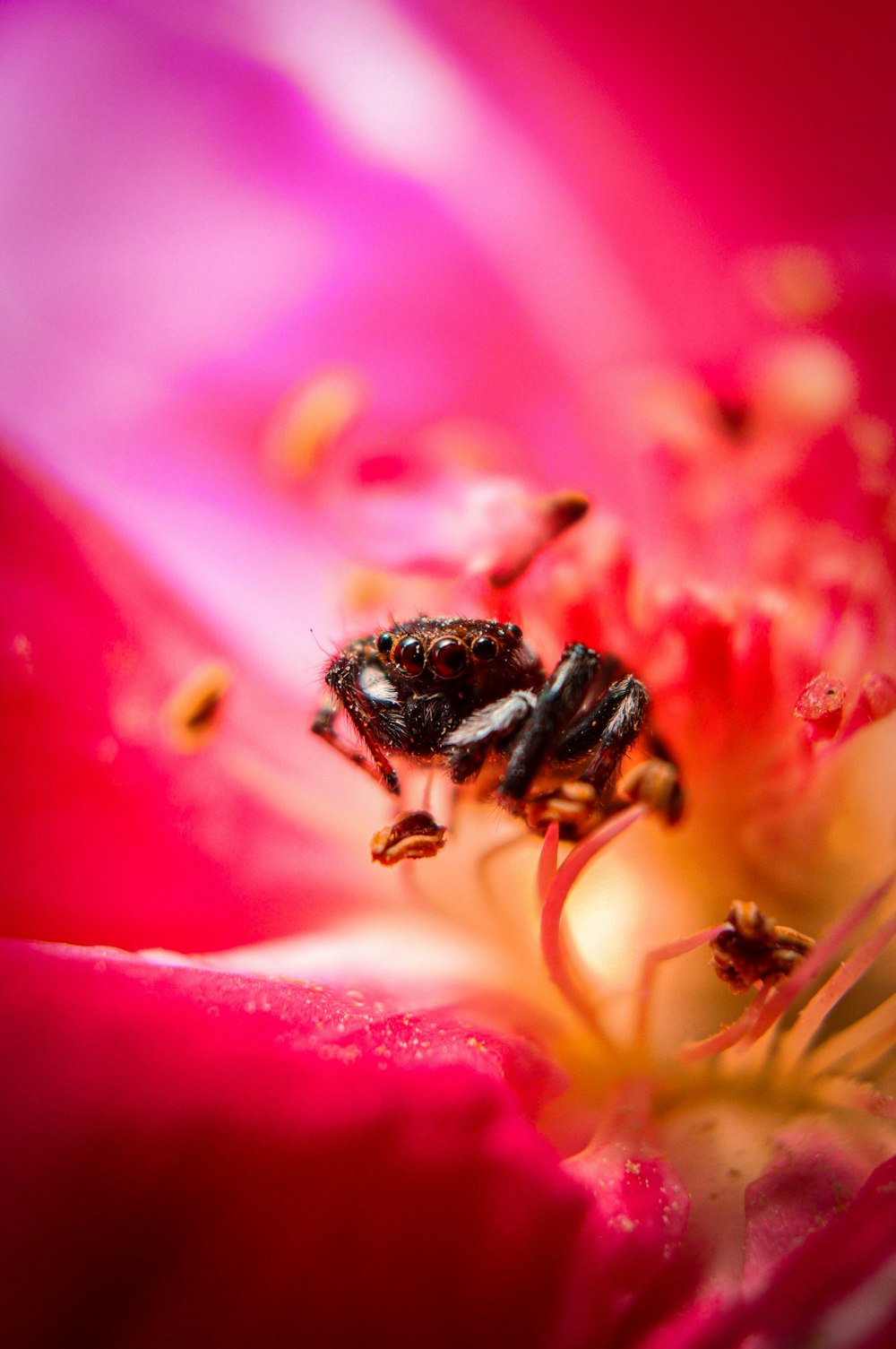 a close up of a flower with a bee inside of it