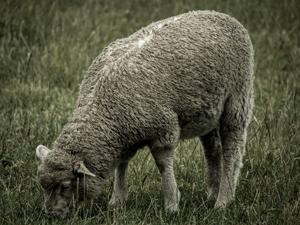 a sheep grazing in a field of grass