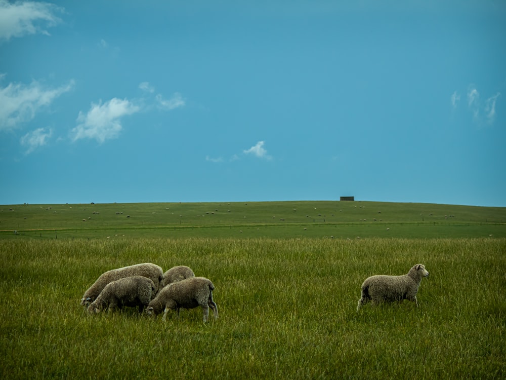 a herd of sheep grazing on a lush green field